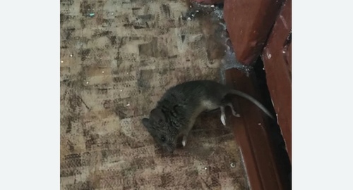 Дезинфекция от мышей в Татарске