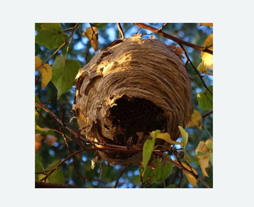 Обработка от шершней в Татарске