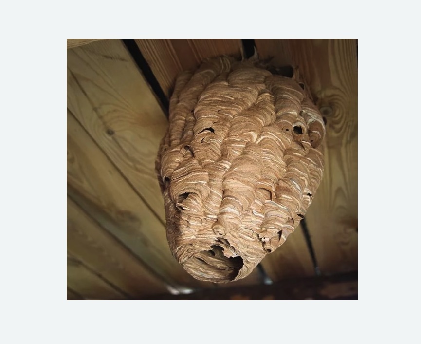 обработка от шершней в Татарске