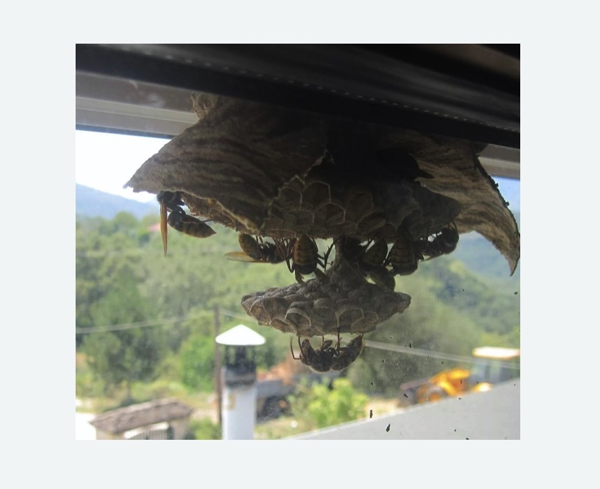 Уничтожение гнёзд шершней в Татарске