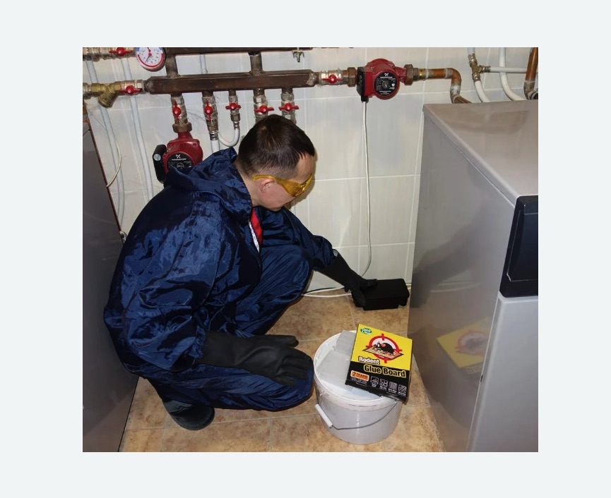 Уничтожение крыс в Татарске