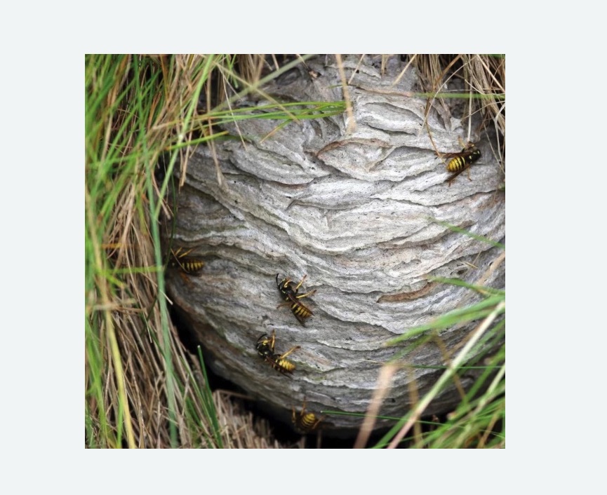 Уничтожение ос и ульев в Татарске